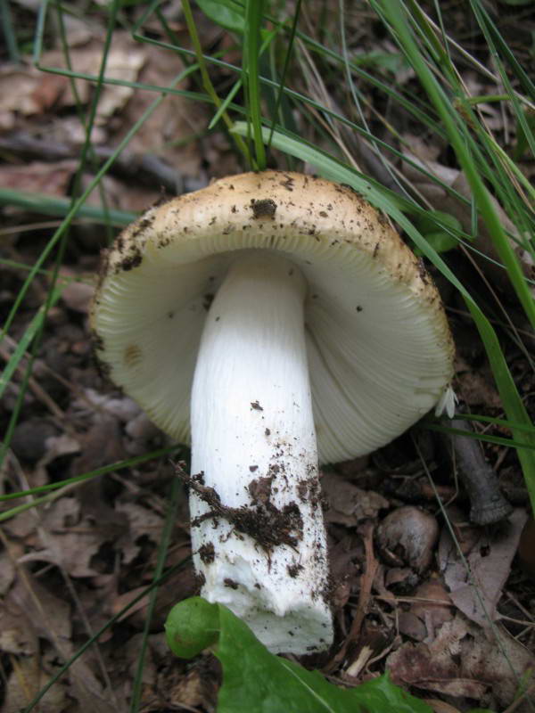 Russula, Trukhaniv Island