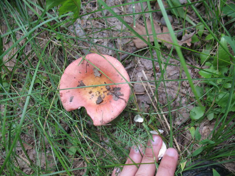 Сыроежка, Russula, Остров Труханов