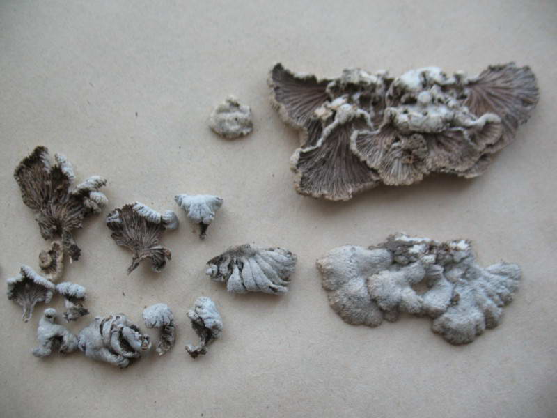 Schizophyllum commune Fries