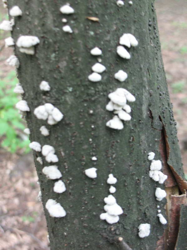 Schizophyllum commune Fries