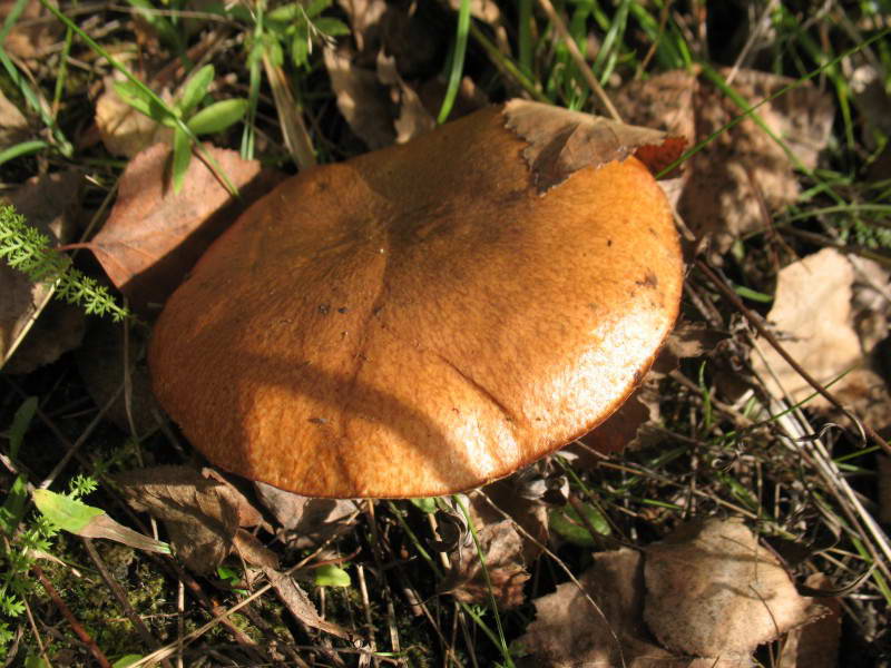 Масленок обыкновенный, Suillus luteus…