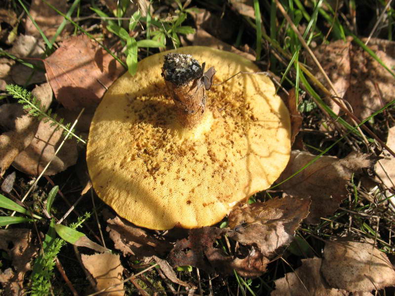 Масленок обыкновенный, Suillus luteus…