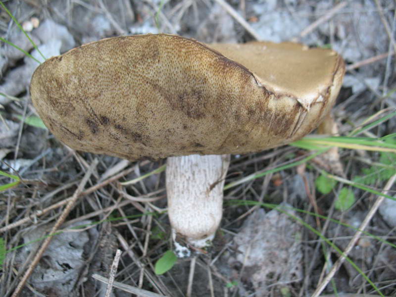 Масленок обыкновенный, Suillus luteus…