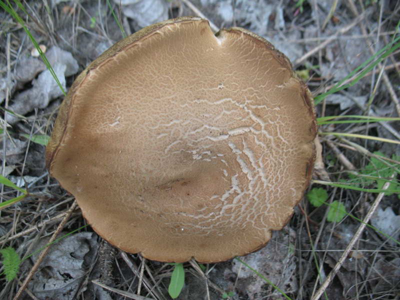 Масленок обыкновенный, Suillus luteus…