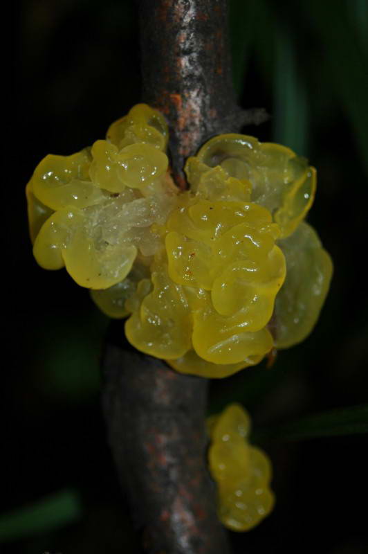 Tremella mesenterica Retz.