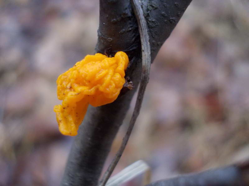 Тремтячка, Tremella mesenterica Retz.