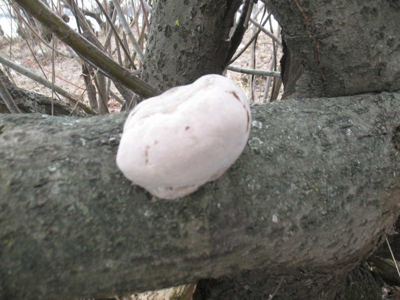 Fomes fomentarius (L.) Fr.