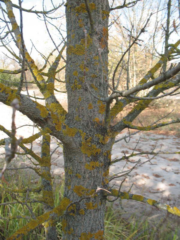 Стенная золотянка, Xanthoria sp.