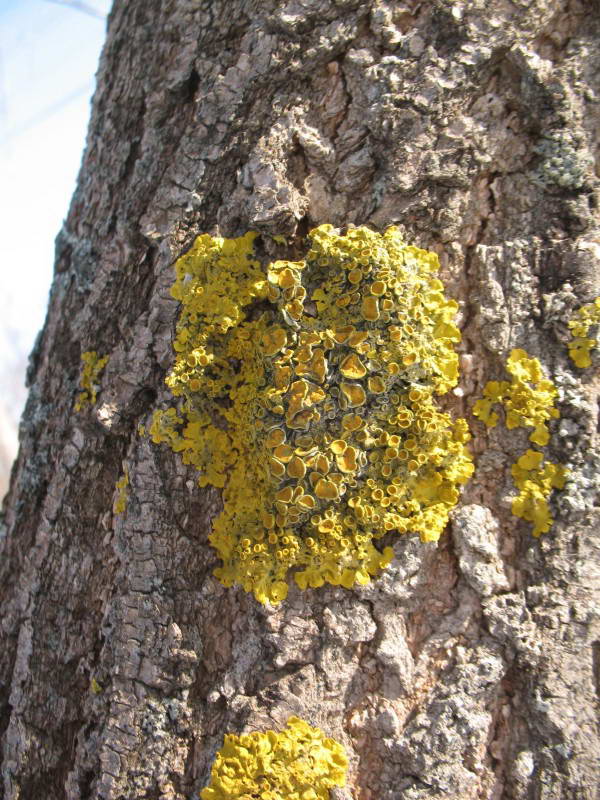 Стенная золотянка, Xanthoria sp.