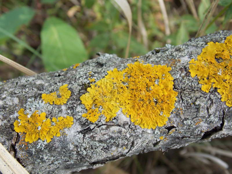 Стенная золотянка, Xanthoria sp.