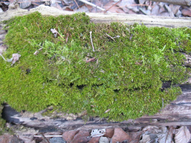 Moss