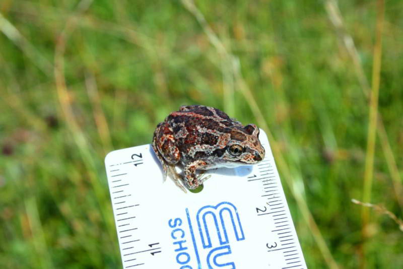 Часничниця (Pelobatus fuscus)