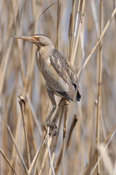 Бугайчик (Ixobrychus minutus)