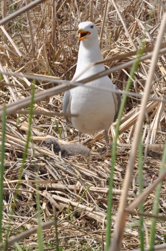 Мартин жовтоногий (Larus cachinnans)