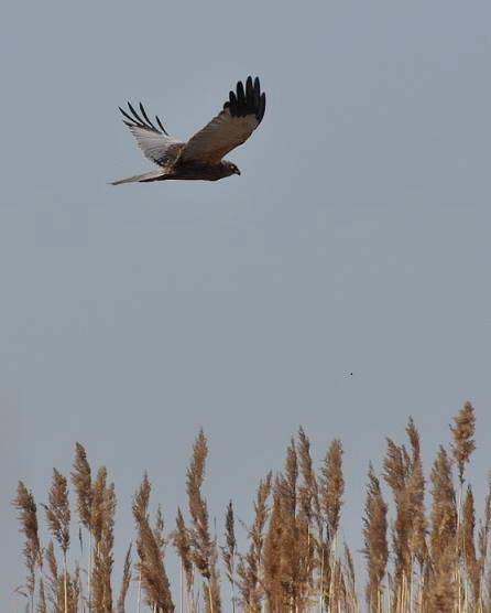 Болотяний лунь (Circus aeruginosus),…