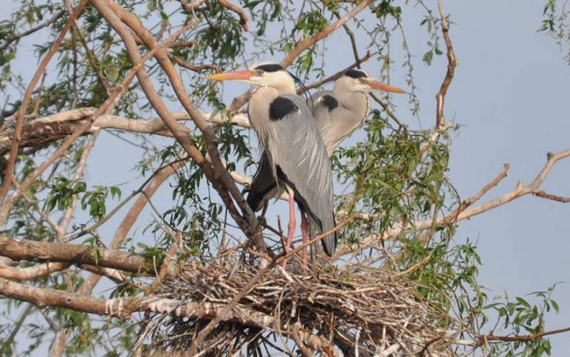 Пара сірих чапель (Ardea cinerea) на…