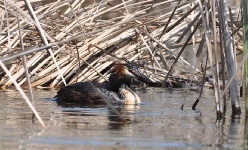 Пірникоза велика, Podiceps cristatus