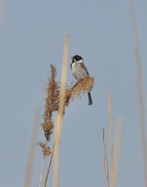 Вівсянка очеретяна (Emberiza…