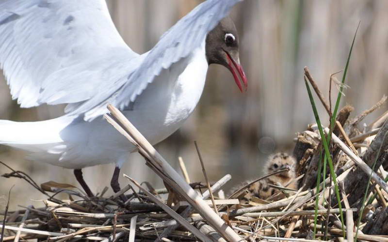 Мартин річковий (Larus ridubundus)