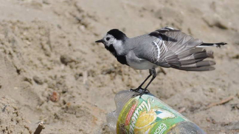 Біла плиска (Motacilla alba)