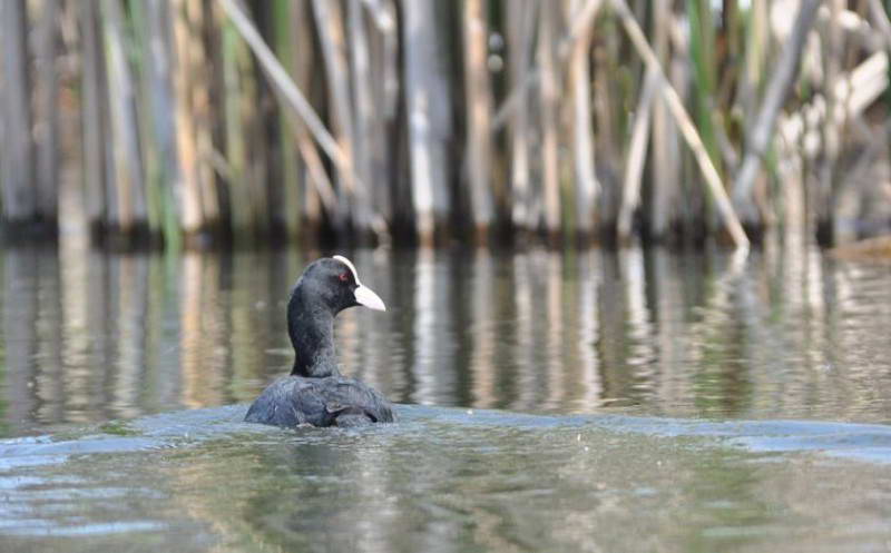 Лиска (Fulica atra), оз. Вирлиця