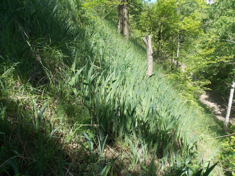 Півники угорські (Iris hungarica)