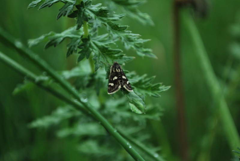 Метелик, Лиса гора