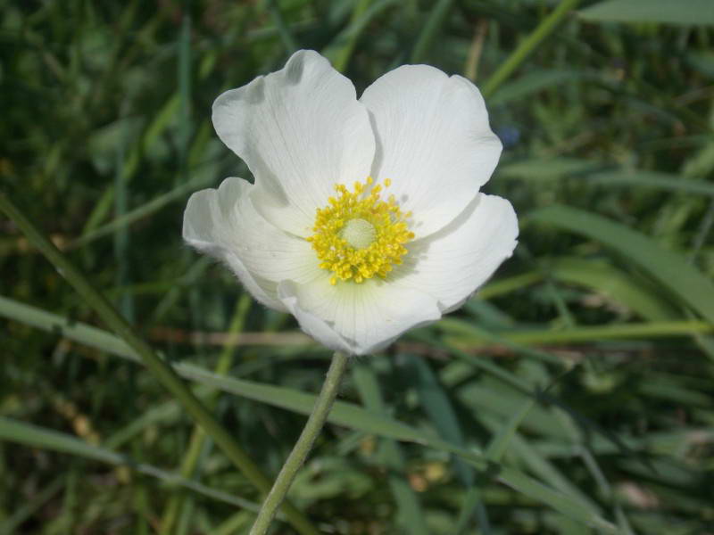 Анемона лісова (Anemone sylvestris)