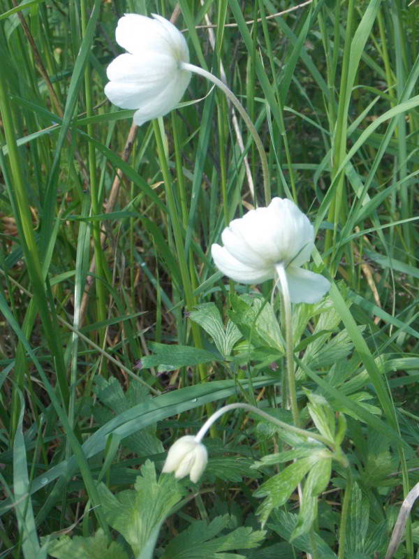 Анемона лісова (Anemone sylvestris)