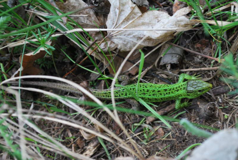 Ящірка прудка (Lacerta agilis)