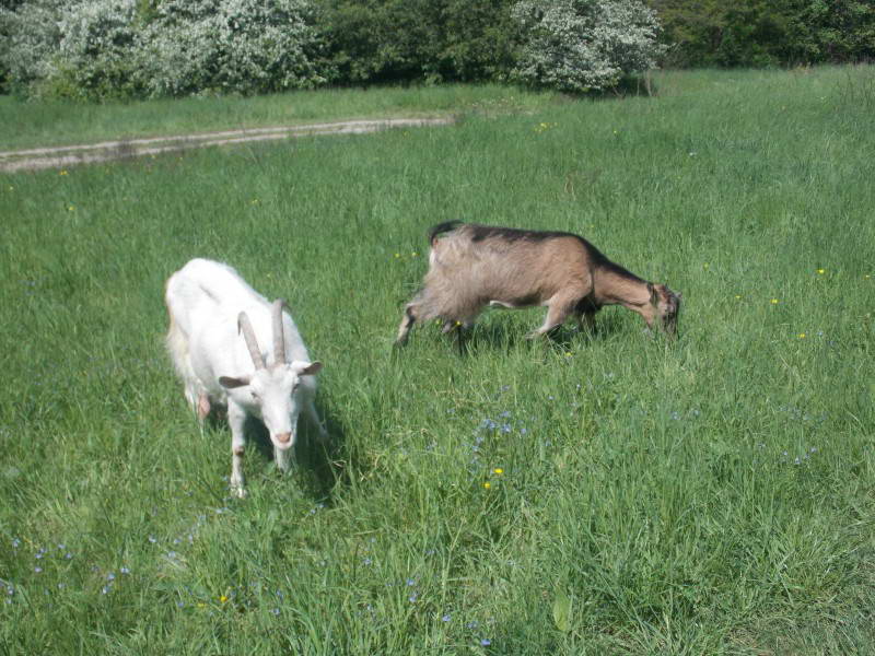 Випас кіз на Лисій горі, 2014 р.