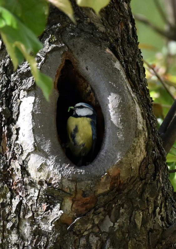 Блакитна синиця (Parus caeruleus)