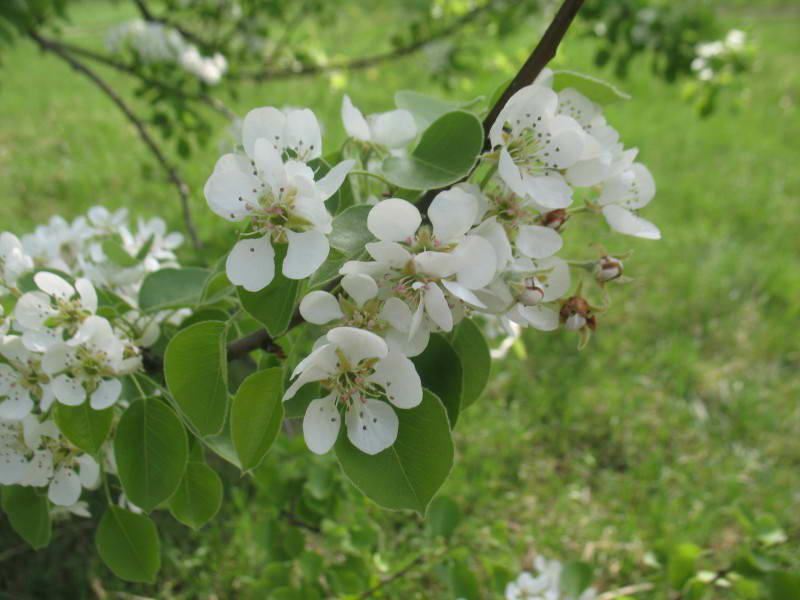 Груша (Pyrus communis)