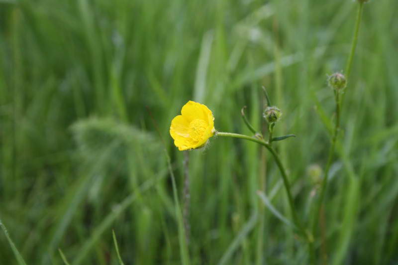 Жовтець багатоквітковий (Ranunculus…