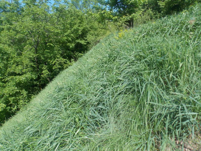 Ковила волостиста (Stipa caplillata L.)