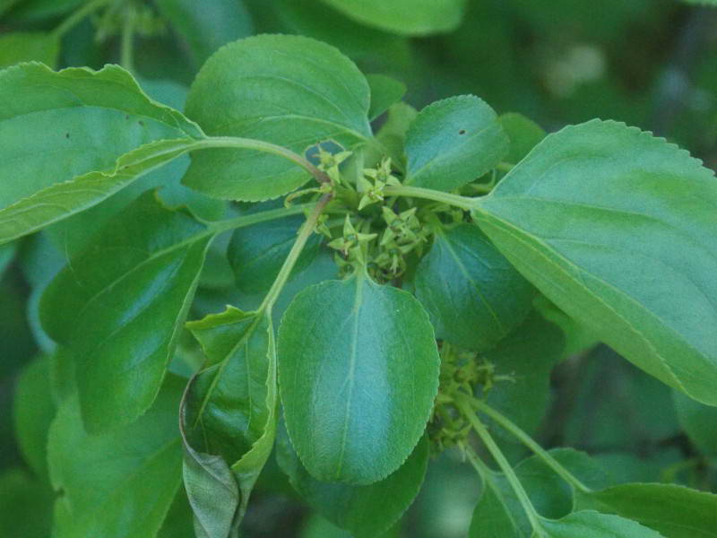 Жостір проносний (Rhamnus cathartica L.)