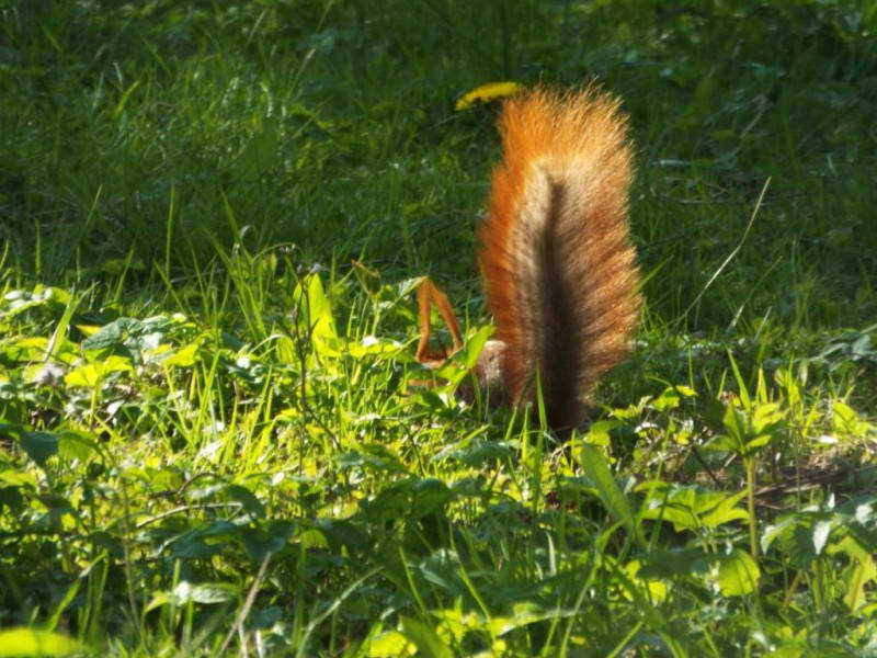 Білка (вівірка) (Sciurus vulgaris)