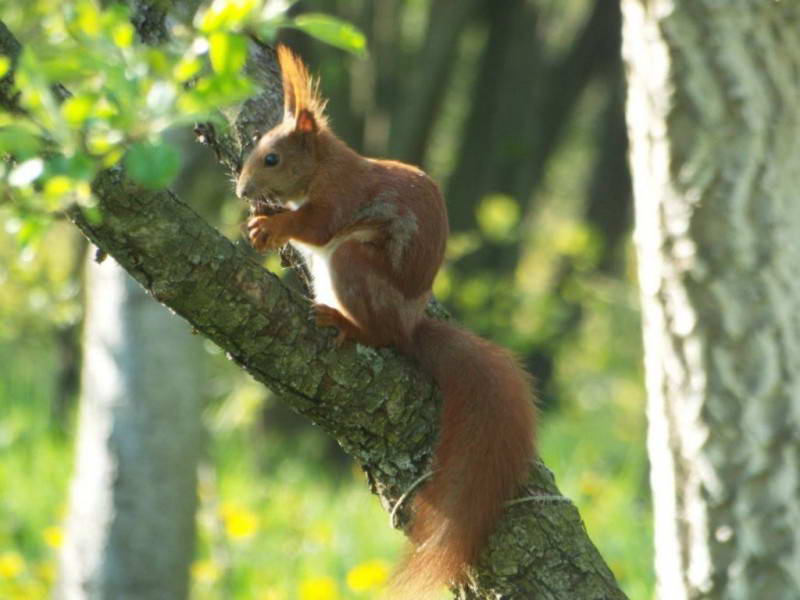 Білка (вівірка) (Sciurus vulgaris)