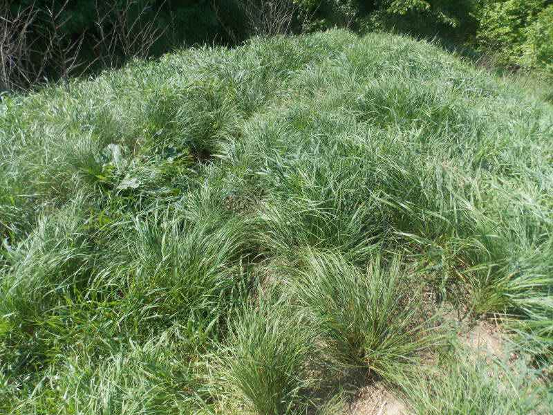 Ковила волостиста (Stipa caplillata L.)