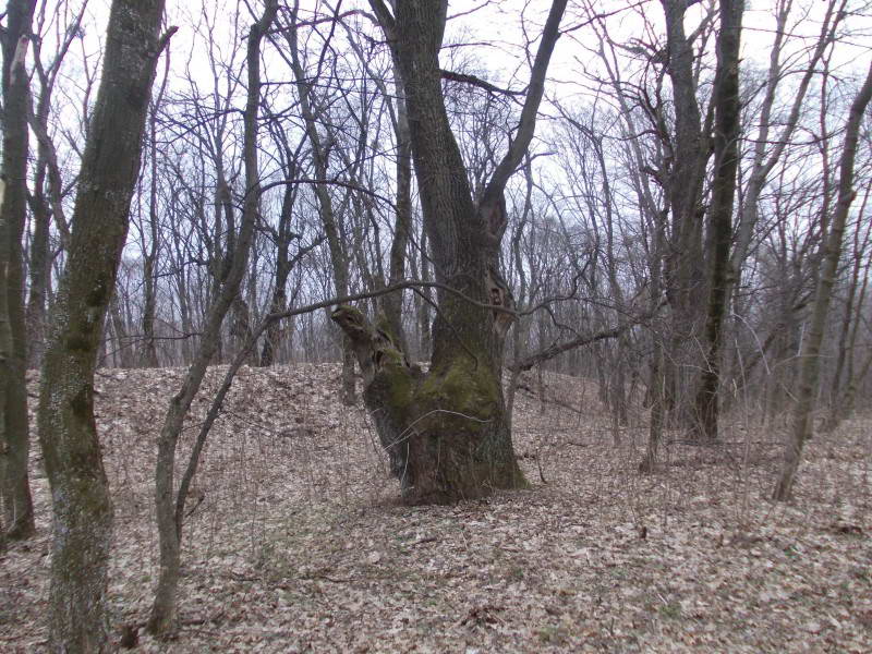 Лиса гора, один з вікових дубів,