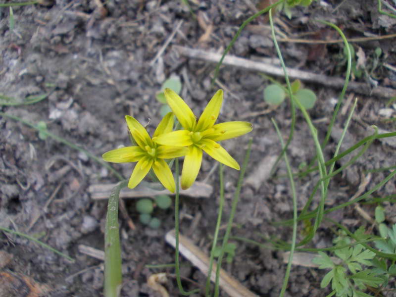 Зірочки малі (Gagea minima)