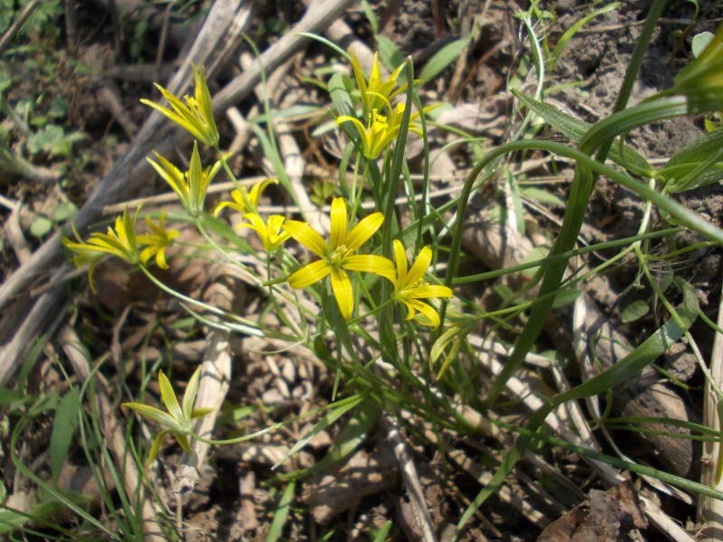 Зірочки малі (Gagea minima)