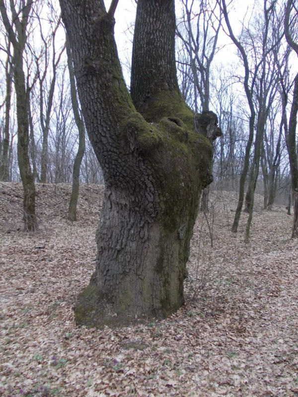 Лиса гора, один з вікових дубів