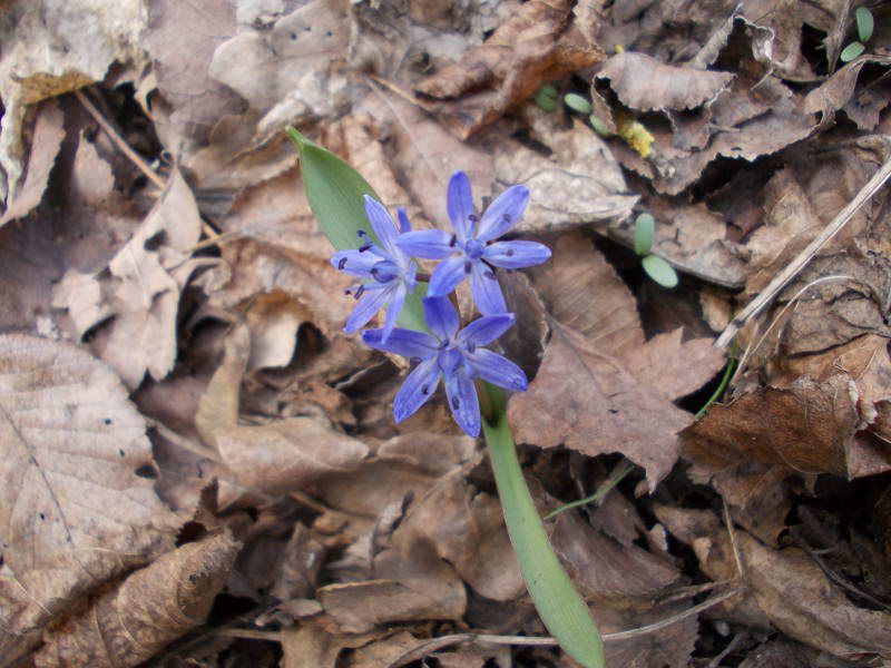 Проліска дволиста (Scilla bifolia)