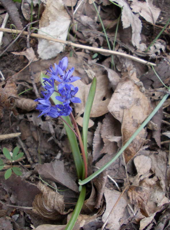 Проліска дволиста (Scilla bifolia)