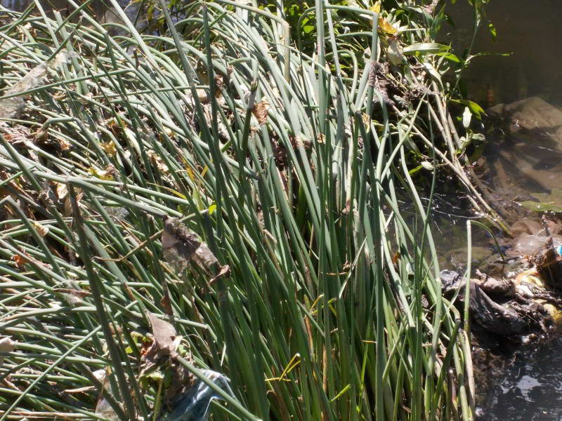 Куга озерна (Scirpus lacustris L.)