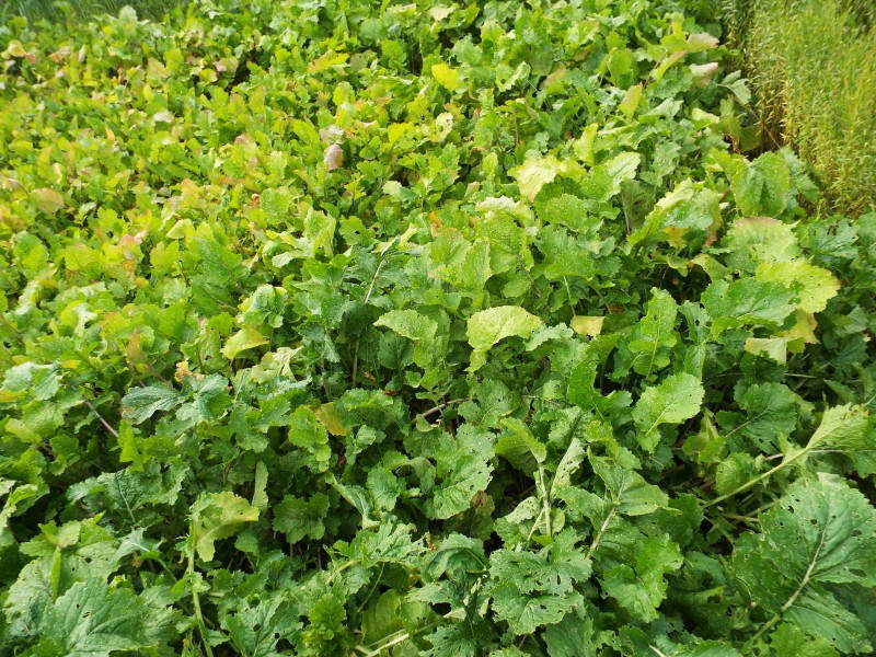 Turnip (Brassica rapa L.) - one of the…