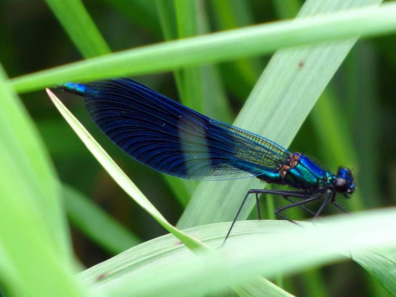 Красуня діва (Calyopterix virgo)