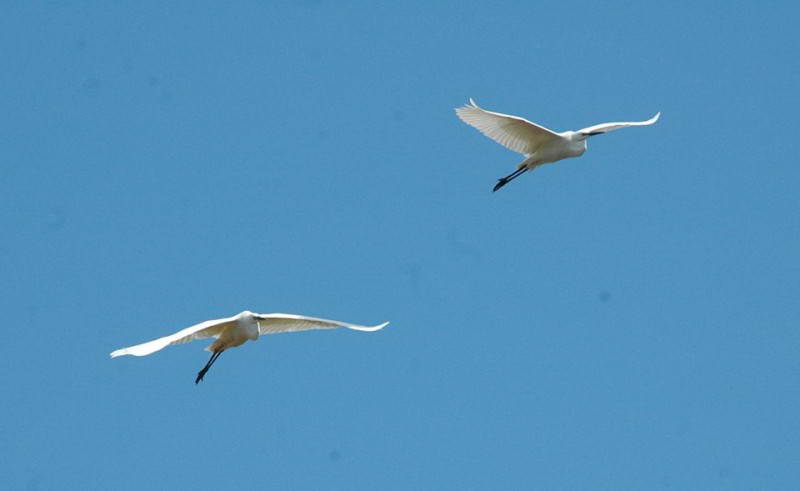 Велика біла чапля, Egretta alba