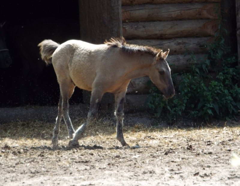 Домашняя лошадь (Equus ferus caballus…